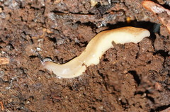 Argonemertes australiensis