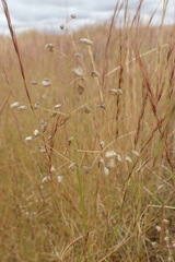 Eragrostis obtusa