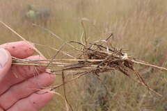 Eragrostis obtusa