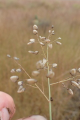 Eragrostis obtusa