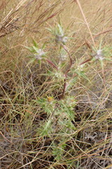 Berkheya pinnatifida