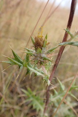 Berkheya pinnatifida