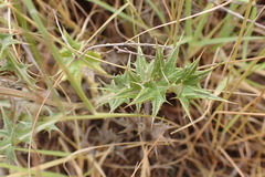 Berkheya pinnatifida