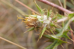 Berkheya pinnatifida