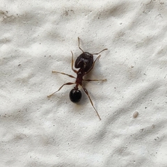 Pheidole
