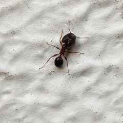 Pheidole