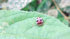 Epilachna crassimala