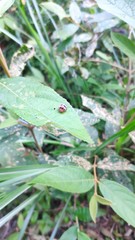 Epilachna crassimala