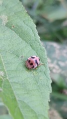 Epilachna crassimala