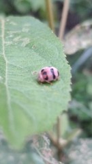 Epilachna crassimala