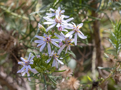 Olearia glutinosa