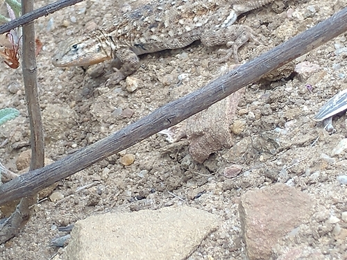 iNaturalist observation photo of Western Side-blotched Lizard