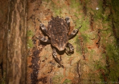 Poropterus bisignatus