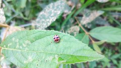 Epilachna crassimala