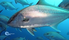 Seriola