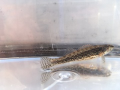 Etheostoma exile