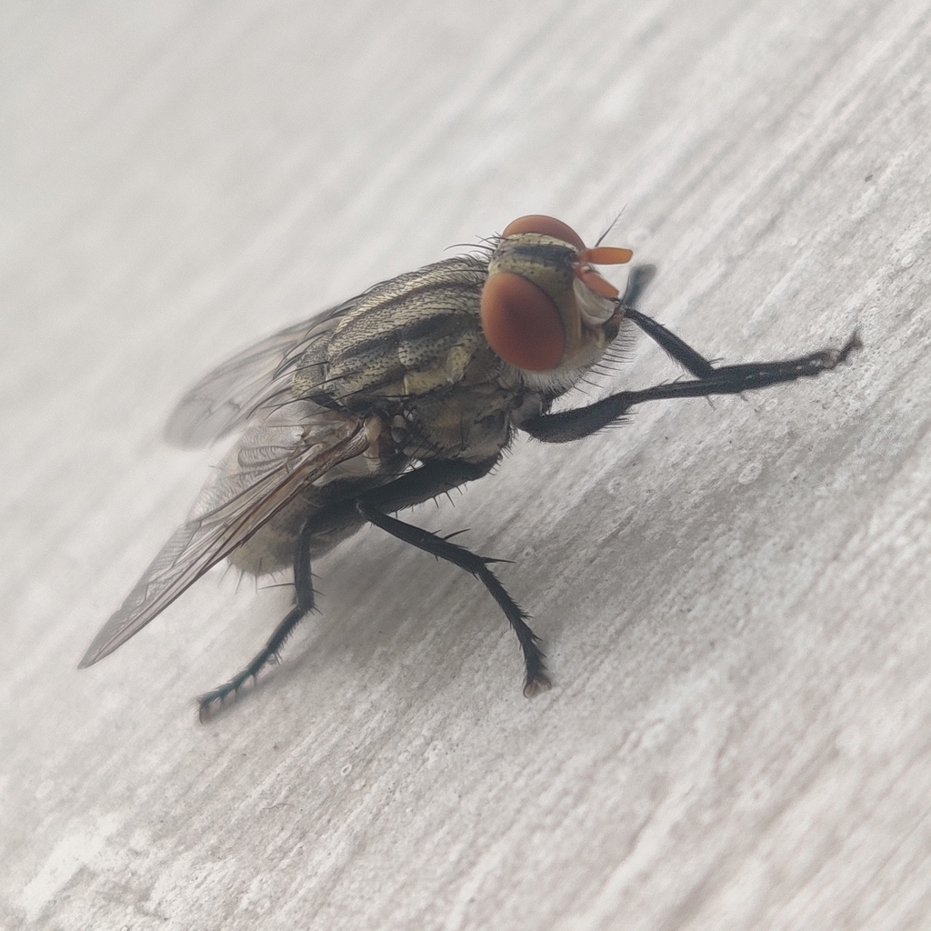 Flesh fly