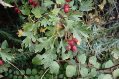 Crataegus stevenii