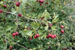 Crataegus stevenii