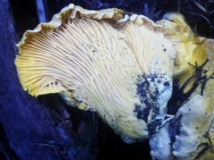 Cantharellus roseocanus