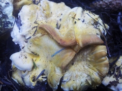 Cantharellus roseocanus