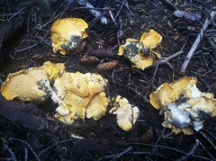 Cantharellus roseocanus