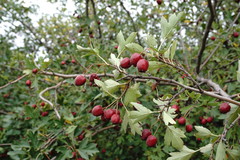 Crataegus stevenii