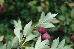 Crataegus stevenii