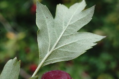 Crataegus stevenii