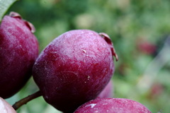 Crataegus stevenii