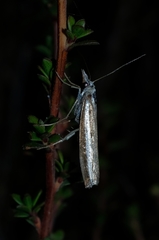 Orocrambus vittellus