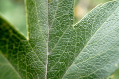 Crataegus stevenii