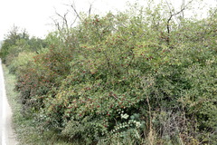 Crataegus stevenii