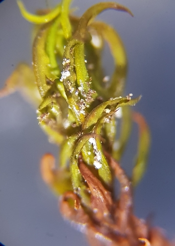 Image of Trichostomum brachydontium by (c) Helen Waterman, some rights reserved (CC BY)