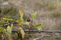 Crataegus karadaghensis