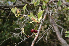 Crataegus karadaghensis