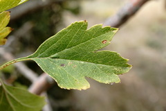 Crataegus karadaghensis