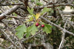 Crataegus karadaghensis
