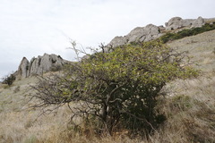 Crataegus karadaghensis