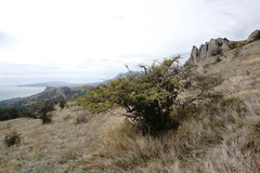 Crataegus karadaghensis