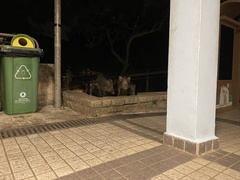 Sus scrofa moupinensis