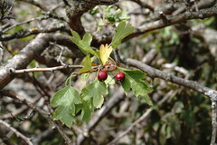 Crataegus karadaghensis