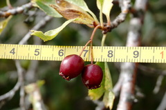 Crataegus karadaghensis