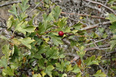 Crataegus karadaghensis