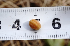 Crataegus karadaghensis