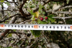 Crataegus karadaghensis