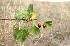 Crataegus karadaghensis