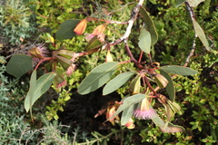 Eucalyptus tetraptera