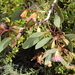 Eucalyptus incrassata × tetraptera - Photo (c) Jolanda Keeble, algunos derechos reservados (CC BY-NC), subido por Jolanda Keeble