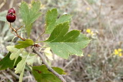 Crataegus karadaghensis